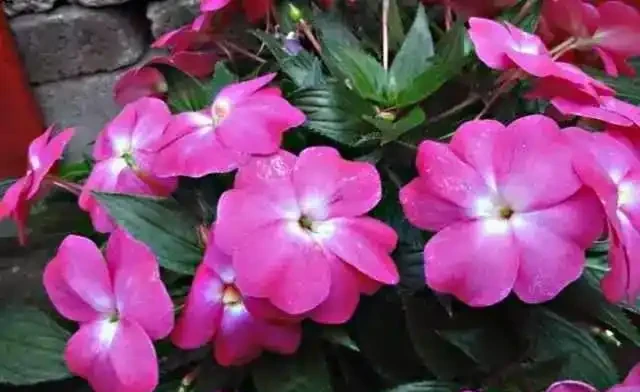 養花
