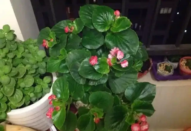 養花