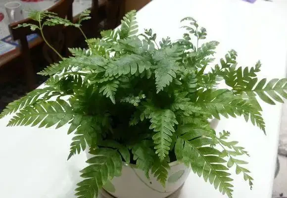 養花