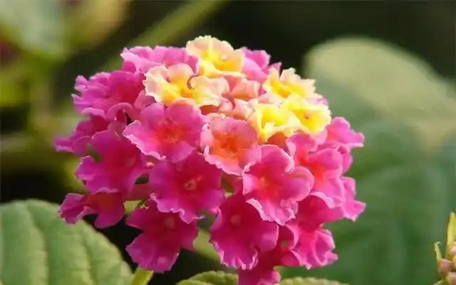 養花