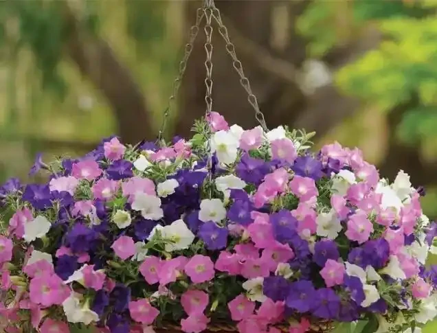 養花