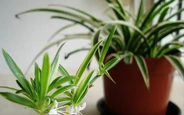 養花