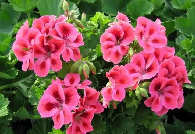 養花