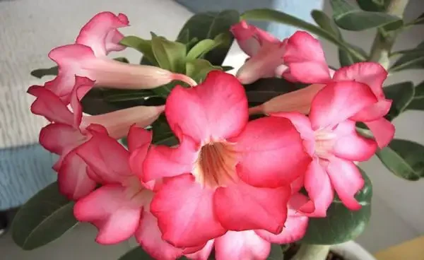 養花