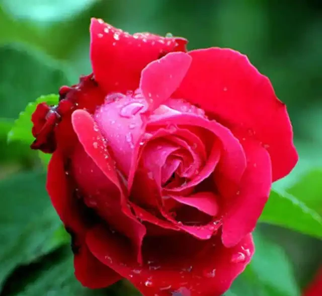 養花