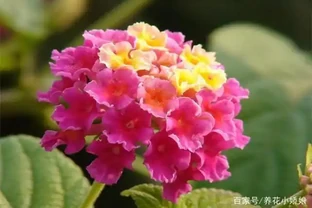 養花不知道施什麼肥好？關於花肥的科普來了！