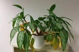 室內盆栽萎蔫枯黃，掌握幾個秘訣過幾天就能恢復