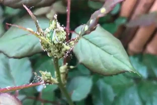 玫瑰開花期能不能施肥？用什麼肥玫瑰長的好看開花又多？一文講透！