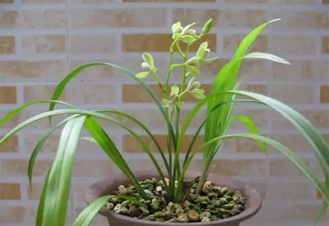 選蘭花植料也有技巧,聰明人會選這2種,長根促芽,四季都旺盛