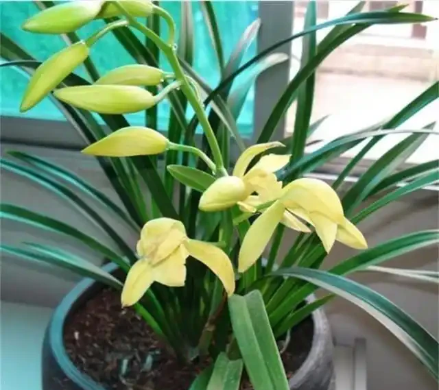 選蘭花植料也有技巧,聰明人會選這2種,長根促芽,四季都旺盛