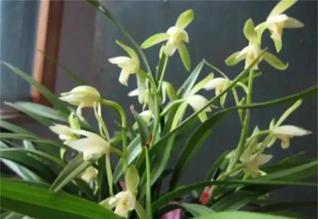 選蘭花植料也有技巧,聰明人會選這2種,長根促芽,四季都旺盛