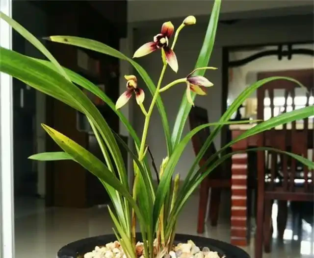 選蘭花植料也有技巧,聰明人會選這2種,長根促芽,四季都旺盛