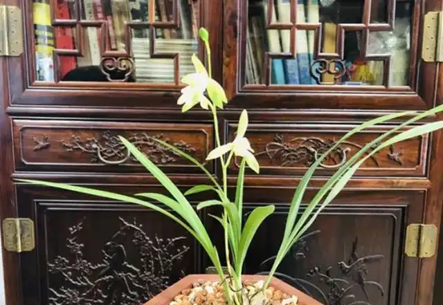 選蘭花植料也有技巧,聰明人會選這2種,長根促芽,四季都旺盛