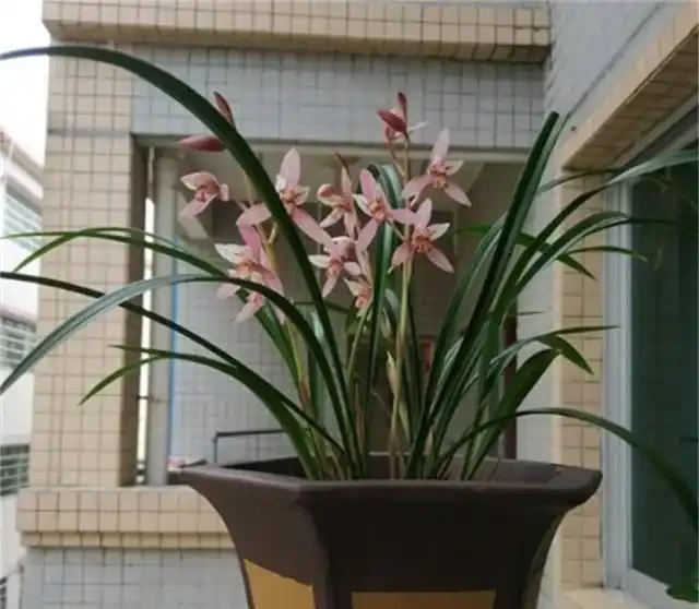 選蘭花植料也有技巧,聰明人會選這2種,長根促芽,四季都旺盛