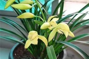 選蘭花植料也有技巧，聰明人會選這2種，長根促芽，四季都旺盛