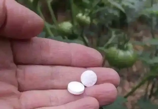 發財樹喜歡的「1種液體」,比「長根水」好用,澆一下就滿盆!