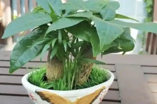 發財樹喜歡的「1種液體」，比「長根水」好用，澆一下就滿盆！
