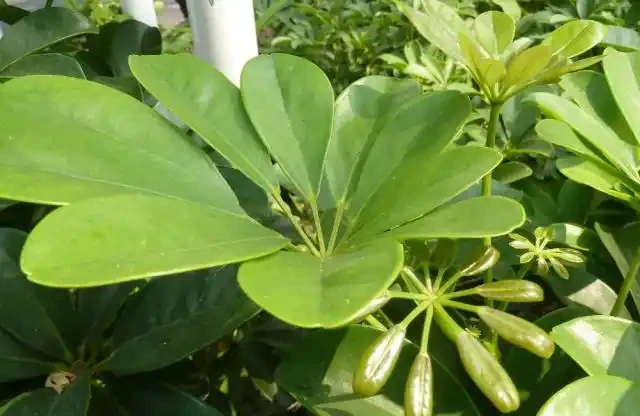 家庭怎樣盆栽鵝掌藤,鵝掌藤不僅會開花,還具有祛溼消腫功效!