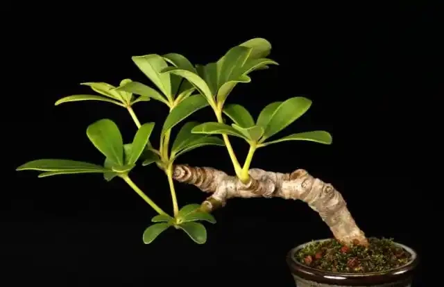 家庭怎樣盆栽鵝掌藤,鵝掌藤不僅會開花,還具有祛溼消腫功效!