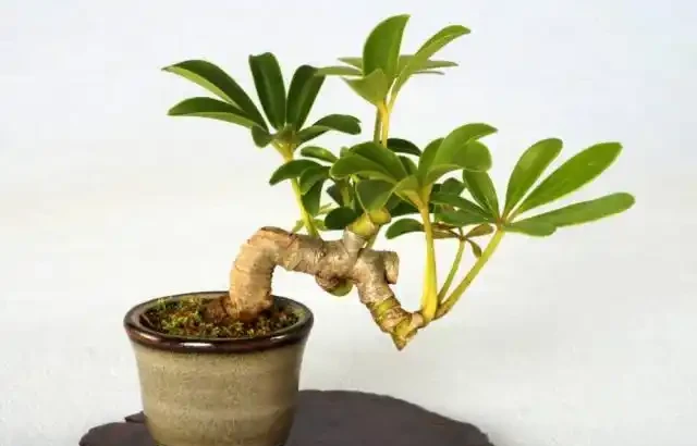 家庭怎樣盆栽鵝掌藤,鵝掌藤不僅會開花,還具有祛溼消腫功效!