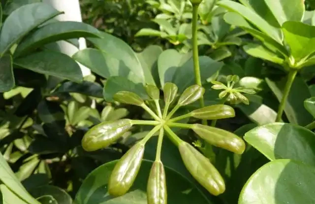 家庭怎樣盆栽鵝掌藤,鵝掌藤不僅會開花,還具有祛溼消腫功效!