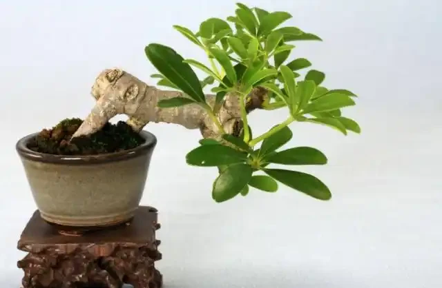 家庭怎樣盆栽鵝掌藤,鵝掌藤不僅會開花,還具有祛溼消腫功效!