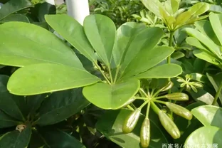 家庭怎樣盆栽鵝掌藤，鵝掌藤不僅會開花，還具有祛溼消腫功效！
