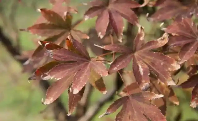 紅楓雖美,可是每年五六月份葉片總會發生焦枯、捲曲,是何故?