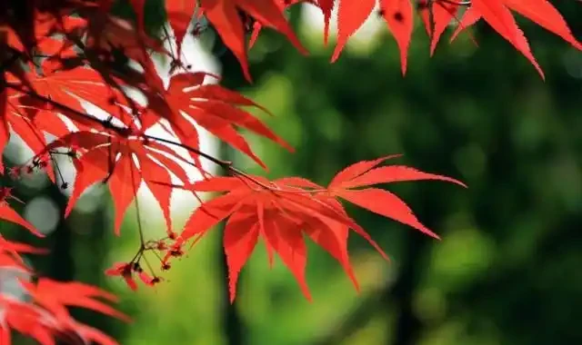 紅楓雖美,可是每年五六月份葉片總會發生焦枯、捲曲,是何故?