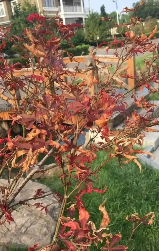 紅楓雖美,可是每年五六月份葉片總會發生焦枯、捲曲,是何故?