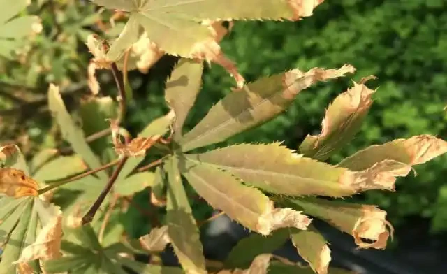 紅楓雖美,可是每年五六月份葉片總會發生焦枯、捲曲,是何故?