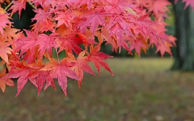 紅楓雖美,可是每年五六月份葉片總會發生焦枯、捲曲,是何故?
