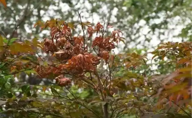 圖為發生乾枯的紅楓