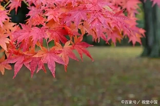 紅楓雖美，可是每年五六月份葉片總會發生焦枯、捲曲，是何故？