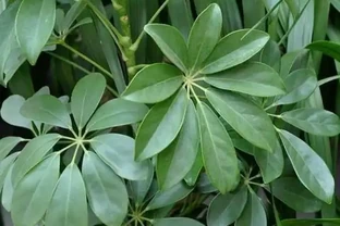 家裡的「招財樹」，進入夏天一定要「修剪」，越剪越旺越「大氣」