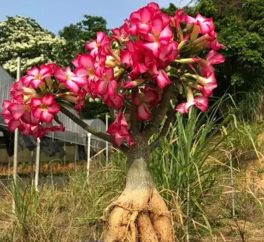 沙漠玫瑰,裸根換盆,按照這個「方法」,快速恢復,直接出花苞!