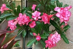 沙漠玫瑰，裸根換盆，按照這個「方法」，快速恢復，直接出花苞！