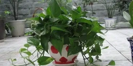 在觀賞魚缸裡栽種黃金葛可以嗎,有什麼注意事項?
