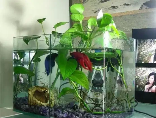 在觀賞魚缸裡栽種黃金葛可以嗎,有什麼注意事項?