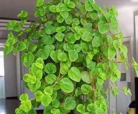 11種花卉,專吸二手菸,養家裡「空氣好」,越養越茂密