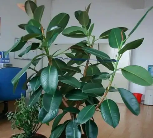 11種花卉,專吸二手菸,養家裡「空氣好」,越養越茂密