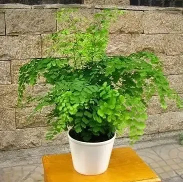 11種花卉,專吸二手菸,養家裡「空氣好」,越養越茂密