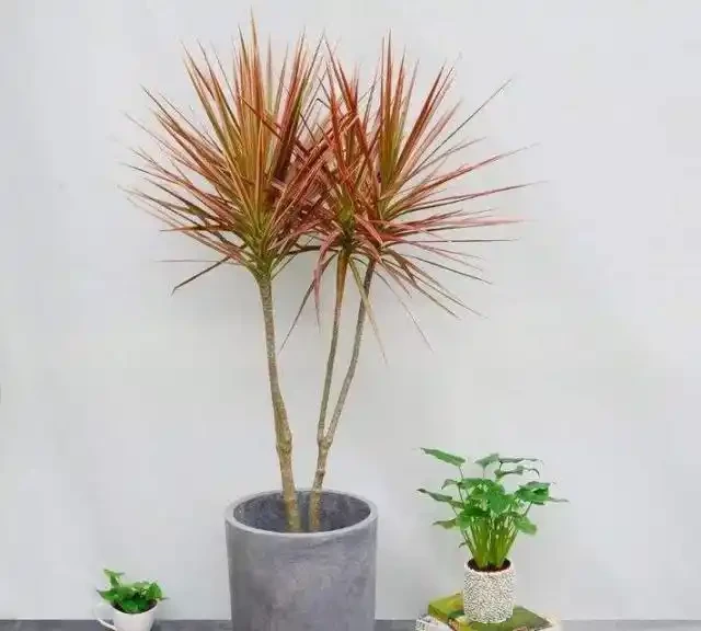 11種花卉,專吸二手菸,養家裡「空氣好」,越養越茂密