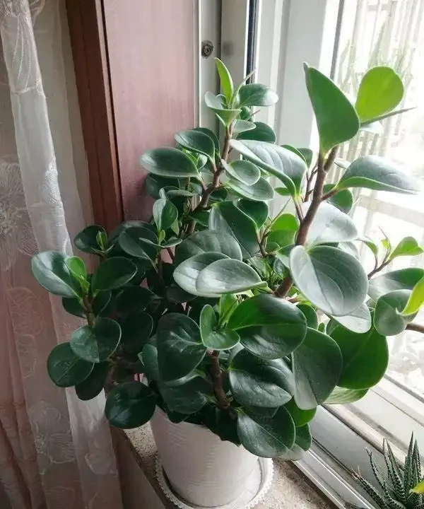 11種花卉,專吸二手菸,養家裡「空氣好」,越養越茂密