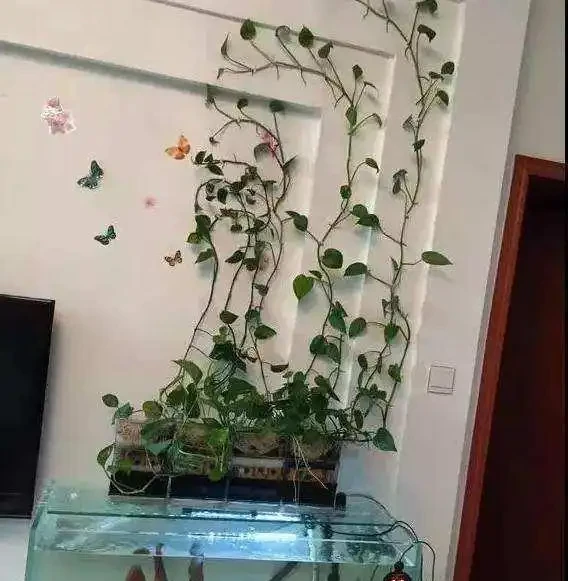 在觀賞魚缸裡栽種黃金葛可以嗎,有什麼注意事項?