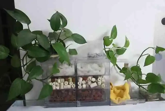 在觀賞魚缸裡栽種黃金葛可以嗎,有什麼注意事項?