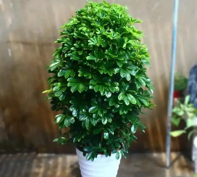 11種花卉,專吸二手菸,養家裡「空氣好」,越養越茂密