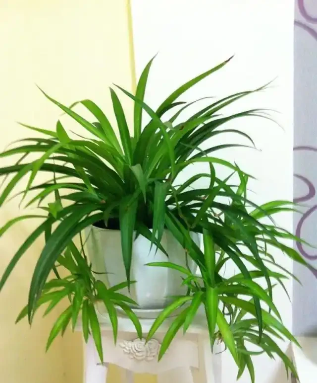 11種花卉,專吸二手菸,養家裡「空氣好」,越養越茂密
