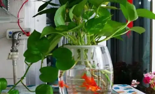 在觀賞魚缸裡栽種黃金葛可以嗎,有什麼注意事項?