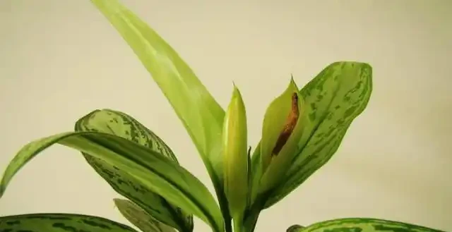 11種花卉,專吸二手菸,養家裡「空氣好」,越養越茂密